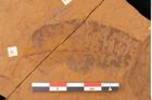 Foto (Detailansicht) von Myrsine stokesii Ettingshausen 1887 (NHMW-GEO-2024-0188-10385c)